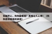 你越开心，狗狗越委屈？真相让人心疼！（狗狗感到委屈的表现）